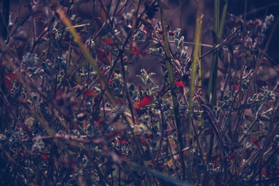 Flowering plants growing on field