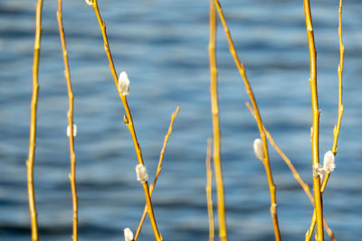 High angle view of plants growing in lake