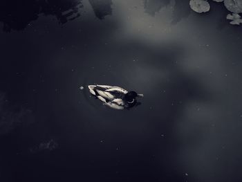 Fish swimming in sea