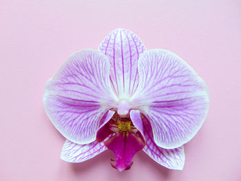 Close-up of pink flower over white background