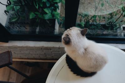 Cat sitting on table