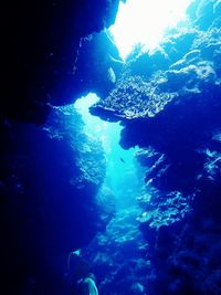 Fish swimming in sea