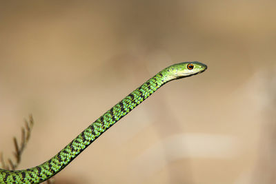 Close-up of green lizard