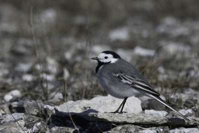 Close-up of bird perching on rock
