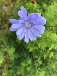 High angle view of flower blooming outdoors