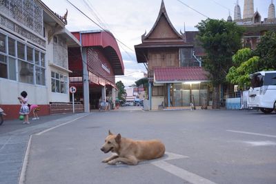 Cat sitting on street against buildings in city