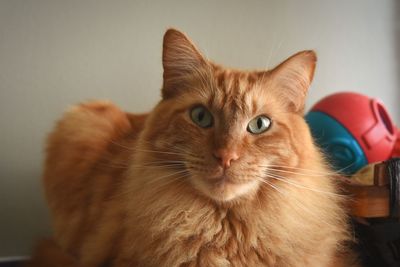 Close-up portrait of ginger cat at home