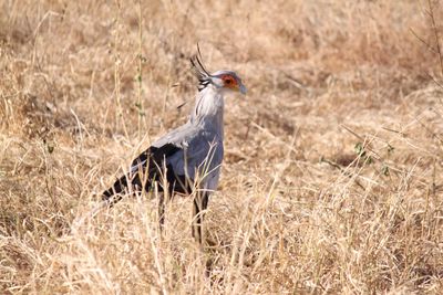 Portrait of bird on land