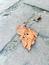 Close-up of autumn leaves