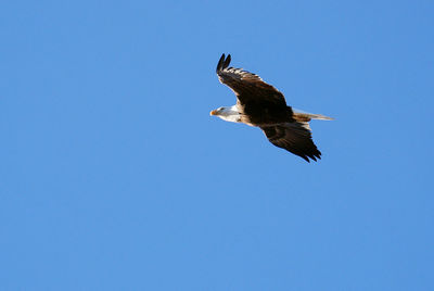 Low angle view of eagle flying against clear blue sky