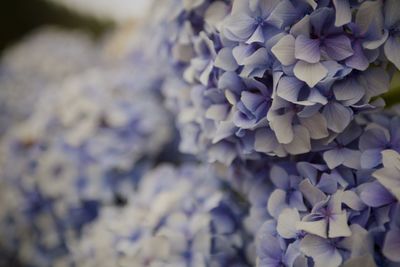 Close-up of purple flowering plant