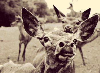 Close-up portrait of deer