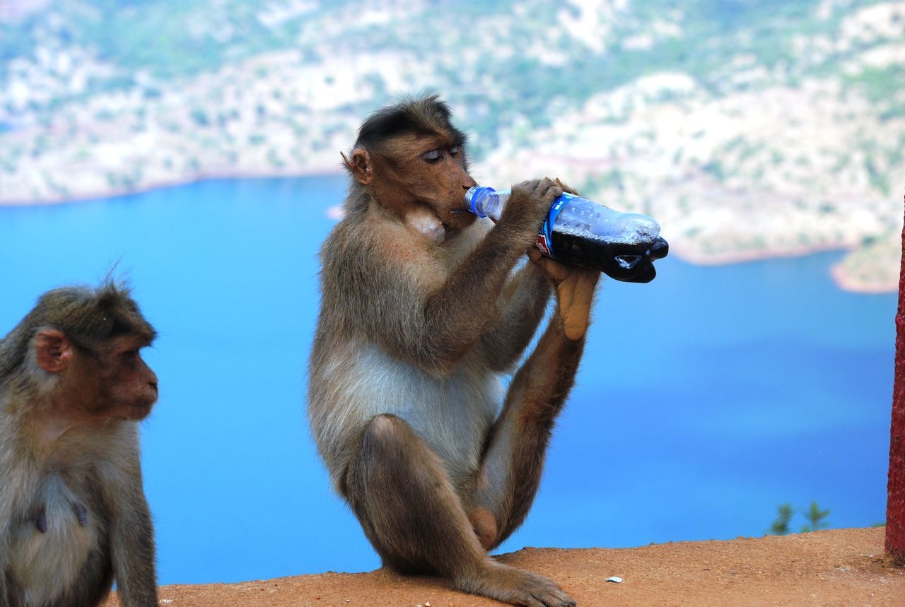 Monkey drinking