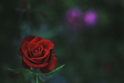 Close-up of red rose blooming outdoors