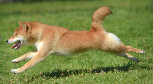Side view of dog running on grass