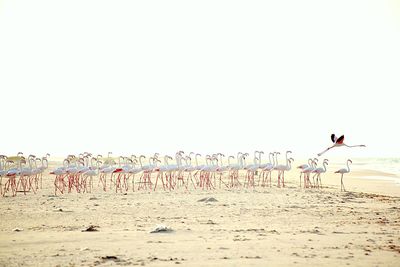 Birds on beach against clear sky