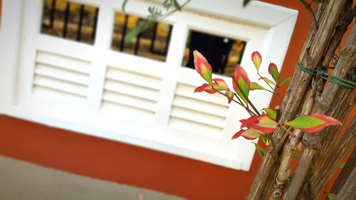 Close-up of flowers against window