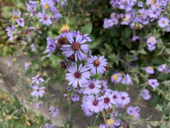 Close-up of purple flowering plants