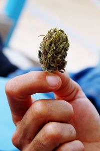 Close-up of man holding cannabis