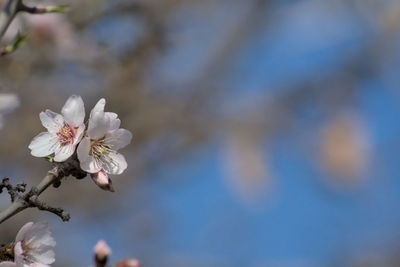 Close-up of cherry blossom