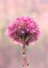 Close-up of pink flowering plant