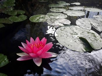 Lotus water lily in lake