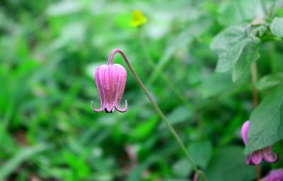 Close-up of pink flowers