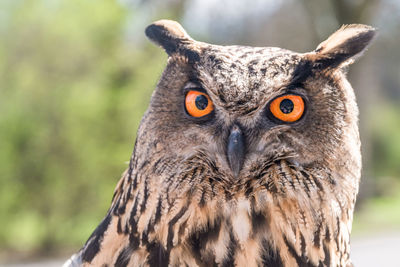 Close-up portrait of eurasian eagle-owl