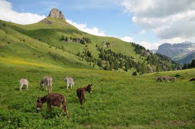 Cows grazing in pasture