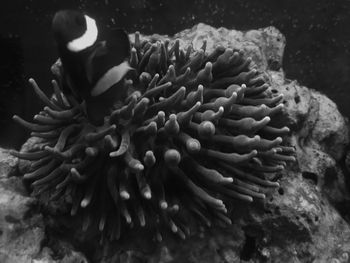 Close-up of coral in sea