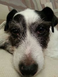 Close-up portrait of dog at home