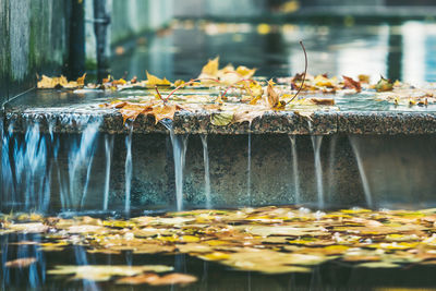 Close-up of flowers in lake