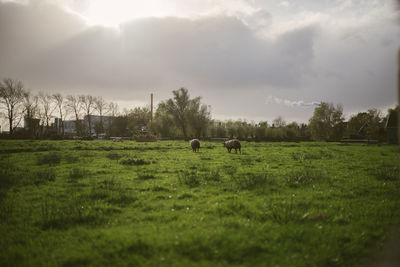 Hay bales on field against sky