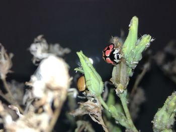 Close-up of ladybug on plant