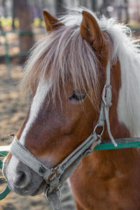 Close-up of horse