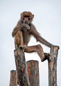 Low angle view of monkey sitting on wood against sky