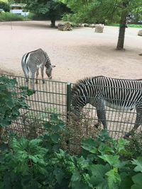 View of horse in zoo