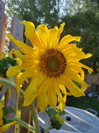 Close-up of yellow sunflower