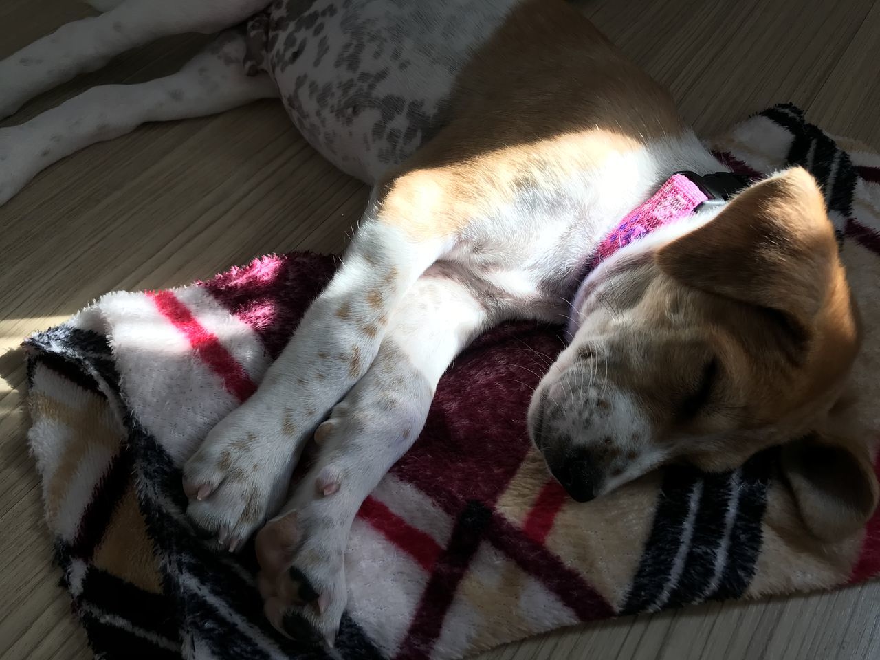 HIGH ANGLE VIEW OF DOGS SLEEPING ON BED