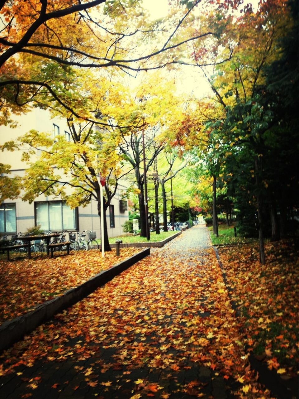 autumn, tree, change, leaf, season, the way forward, fallen, diminishing perspective, nature, park - man made space, leaves, growth, footpath, tranquility, branch, transportation, treelined, falling, vanishing point, day