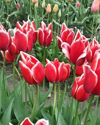 Full frame shot of red flowers