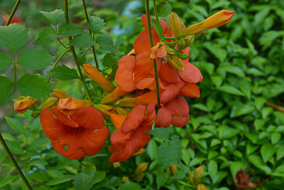 Close-up of orange flowering plant