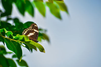 Close-up of butterfly on leaf