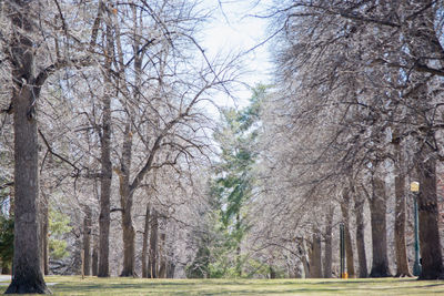 Bare trees on snow covered landscape