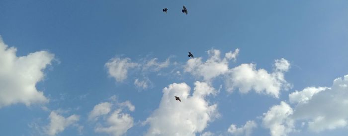 Low angle view of seagulls flying in sky