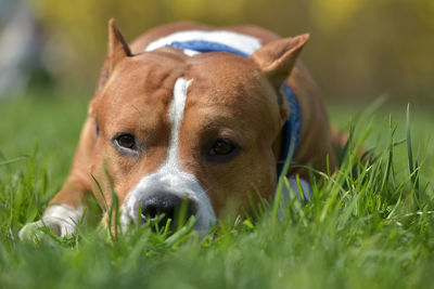 Portrait of dog on field
