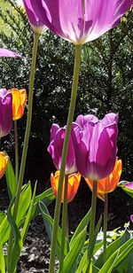 Close-up of pink tulips