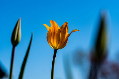 Close-up of flower plant against blue sky
