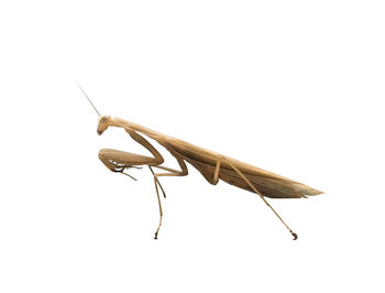 Close-up of insect on white background