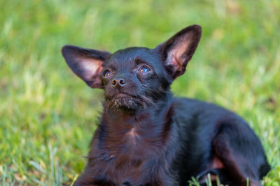 Close-up portrait of dog on field